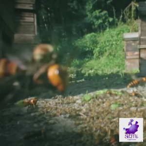 SilMi - Bees and Hornet