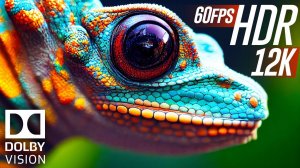 ПЕРВЫЕ В МИРЕ 12K HDR 60FPS DOLBY VISION