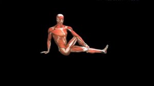 Растяжка берда сидя нога за ногу Hip stretch Seated Twist