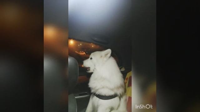 Самоедская лайка поёт. Певец года. Собака поёт.