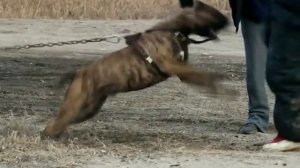 5 Самых Опасных Пород Собак в Мире