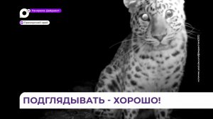 Молодая самка леопарда обнаружила фотоловушку в нацпарке «Земля леопарда»