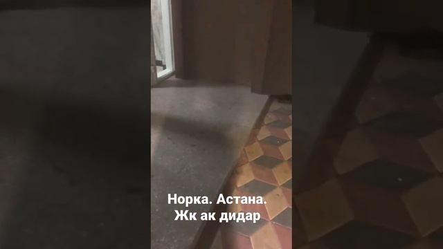 норка у подъезда же ак дидар. #fyp #норка #животные #звери