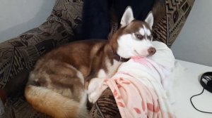 Тяжела жизнь ХАСКИ в доме