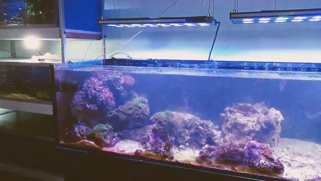 Перезапуск морского аквариума на 500 л от Aquayozh смотреть онлайн