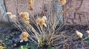 Гортензия  Стронг Анабель. Принципы обрезки древовидной гортензии