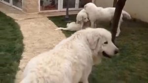 Family Maremma