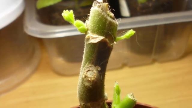 Обрезка Герани. Правила обрезки для пышного цветения. смотреть онлайн