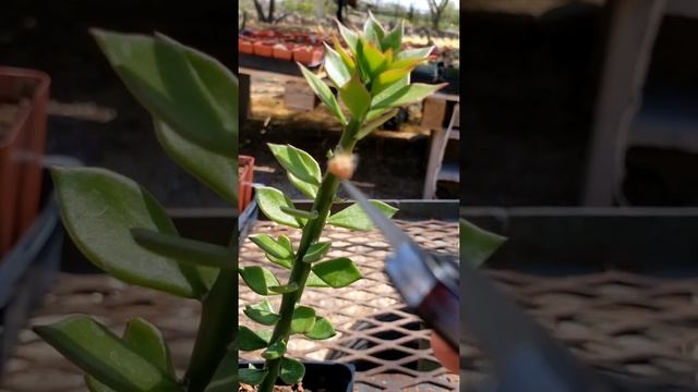 Grafting Trichocereus bruchii seedling onto Pereskiopsis spathulata Cactus смотреть онлайн