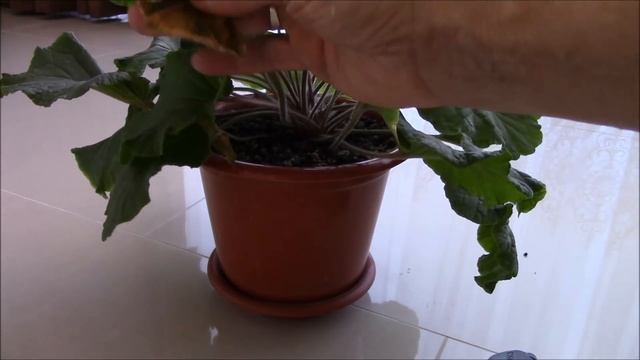 Примула комнатная. Как ухаживать за растением?! смотреть онлайн