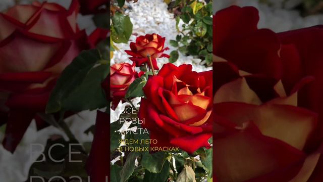 Свой дом на природе вместо квартиры в пыльном городе #омск #свойдом #дача смотреть онлайн