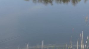 Рыбалка на поплавок и как отсечь мелочь. My fishing