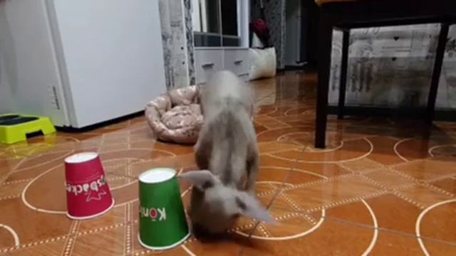 Кручу верчу запутать хочу