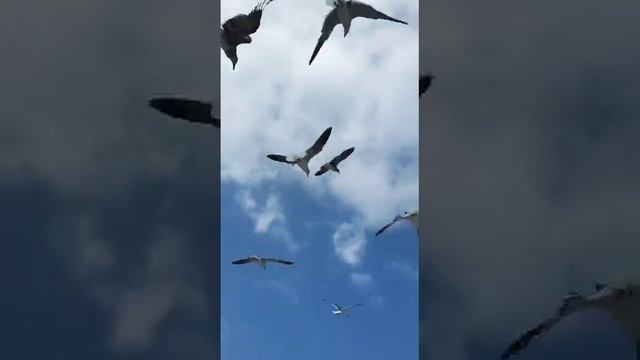 Куба Варадеро 2020/ Rep Cuba Varadero 2020 смотреть онлайн