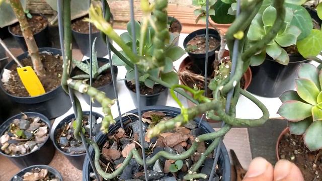 Ceropegia Sandersonii " Flor Paraquedas" #cactos #suculentas #flowers смотреть онлайн