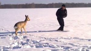 Косуля...