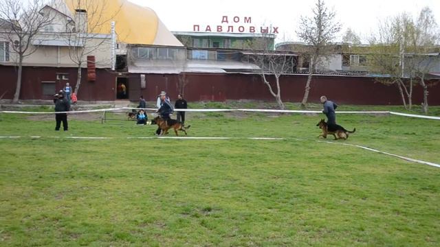 Рабочий класс кобели, пробежка без поводка смотреть онлайн