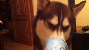 Смешная хаски - Husky LOL