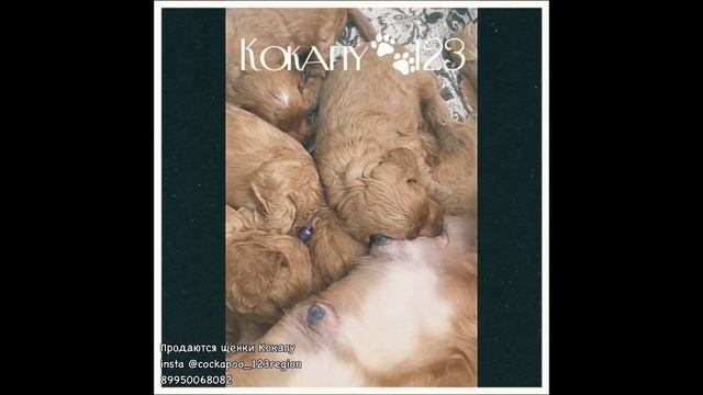Щенки кокапу. Продажа. Доставка. смотреть онлайн
