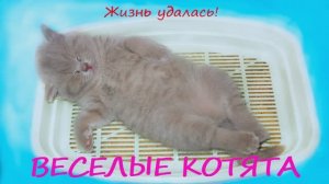 Веселые котята