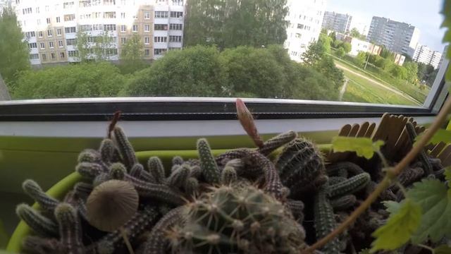 Цветение кактуса Timelapse смотреть онлайн