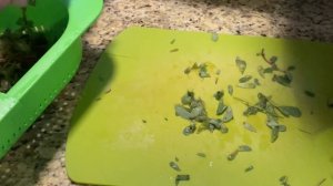 Не пропалываю этот сорняк, а готовлю из него вкусный салат. Портулак огородный (толстянка).