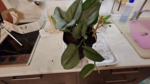 Горшок с автополивом. Поплавок - вставка пенопласта