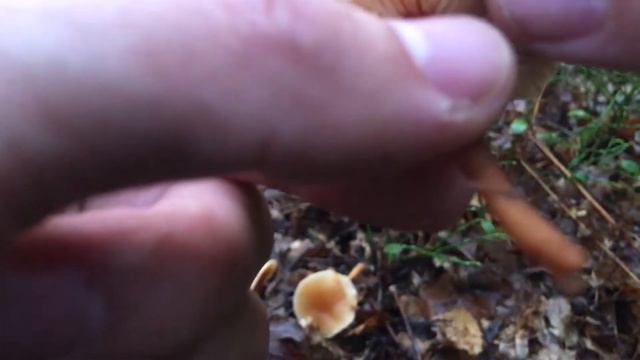 Collybia dryophila (Gymnopus dryophilus) / Коллибия лесолюбивая / collybie du chêne смотреть онлайн