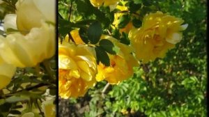 Жёлтый шиповник