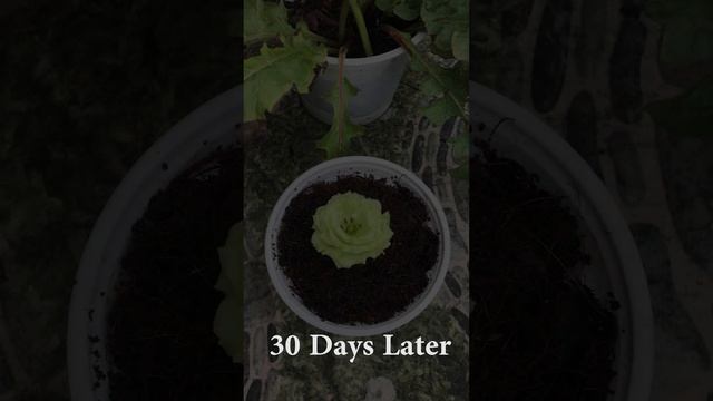 Tips for propagating flowers Eustoma russellianum