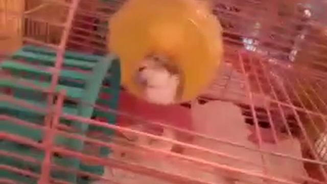 Как приручить хомяка к колесу смотреть онлайн