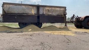 Старый советский трактор Т-150 1989 года с прицепом выгружает овес