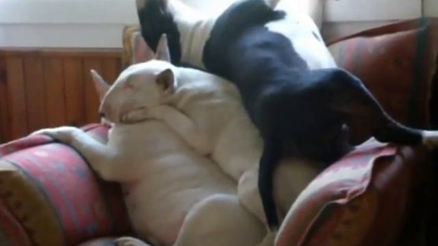 Эти славные бультерьеры. Funny Bull Terriers.