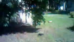 Птенец чёрного ворона добывая еду,прогоняет скорцов