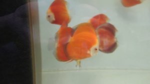 Дискусы Обзор разных Красно коричневых дискусов - Ред ковер браун , Ред роуз , Бангарая