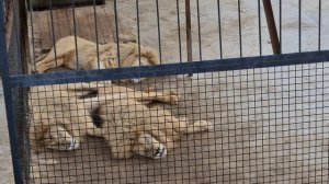 Белая гвардия спит, а служба идет) Тайган The white lions in Crimean Taigan