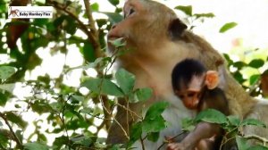 木の上でママザルに振り回される猿の赤ちゃん / monpai monyet サル 猿 悲劇 小ザル