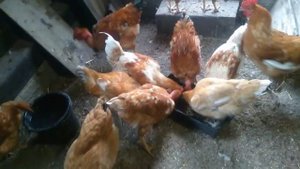 Куры Голошейки и Редбро, содержание и уход