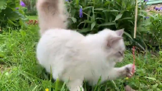 Невские Маскарадные котята смотреть онлайн