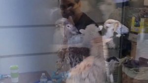 xorovats shat lav bane