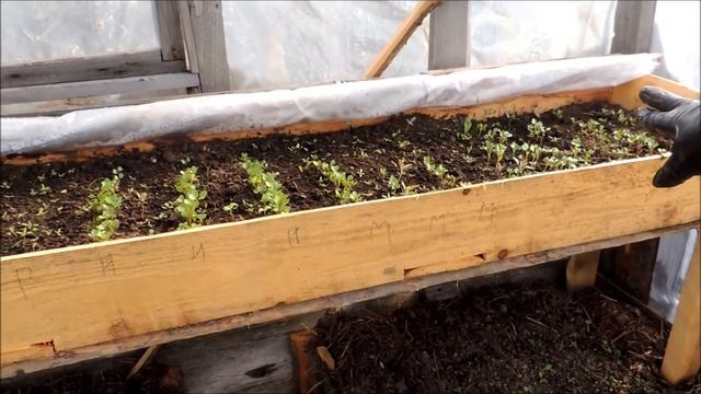 Высадка рассады перца в теплицу. смотреть онлайн