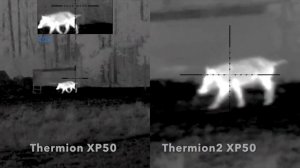 Pulsar Thermion 2 XP50 vs. Thermion XP50 Side by side comparison on Wild Boar