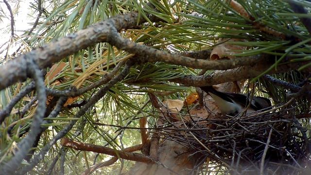 снегириха строит гнездо, снегирь кормит смотреть онлайн