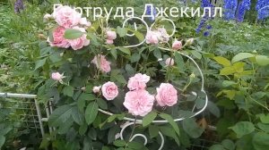 5 роз Д.Остина.Создаем розарий.2 ряд в розовых тонах.Эйншент Маринер,Джеймс Галвей и др.Часть 3.