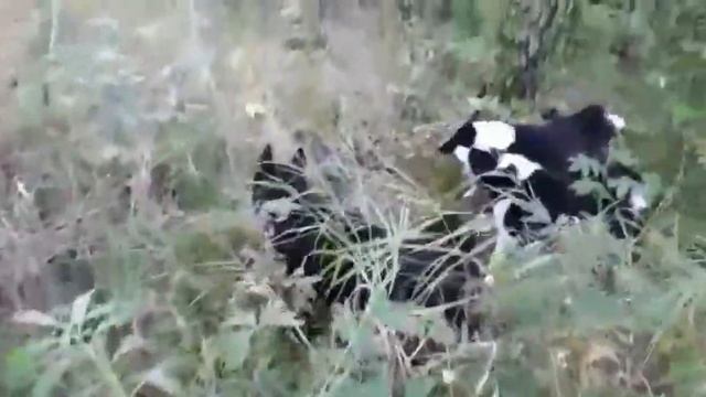 Русско Европейская Лайка работа по барсуку в лесу.