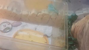 Как ухаживать за ящерицами