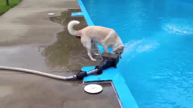Воды мем с собакой