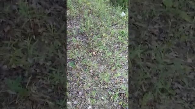 Ура пошли белые грибы☀☀☀ смотреть онлайн