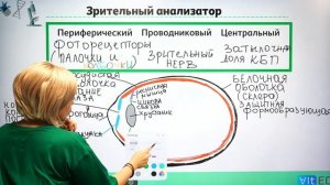 Анализаторы. Строение органов чувств.