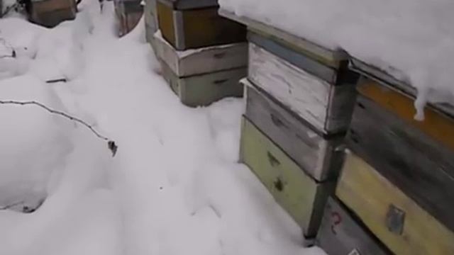 наружный контроль зимующих пчел, и выявление проблемных в зимовке семей смотреть онлайн
